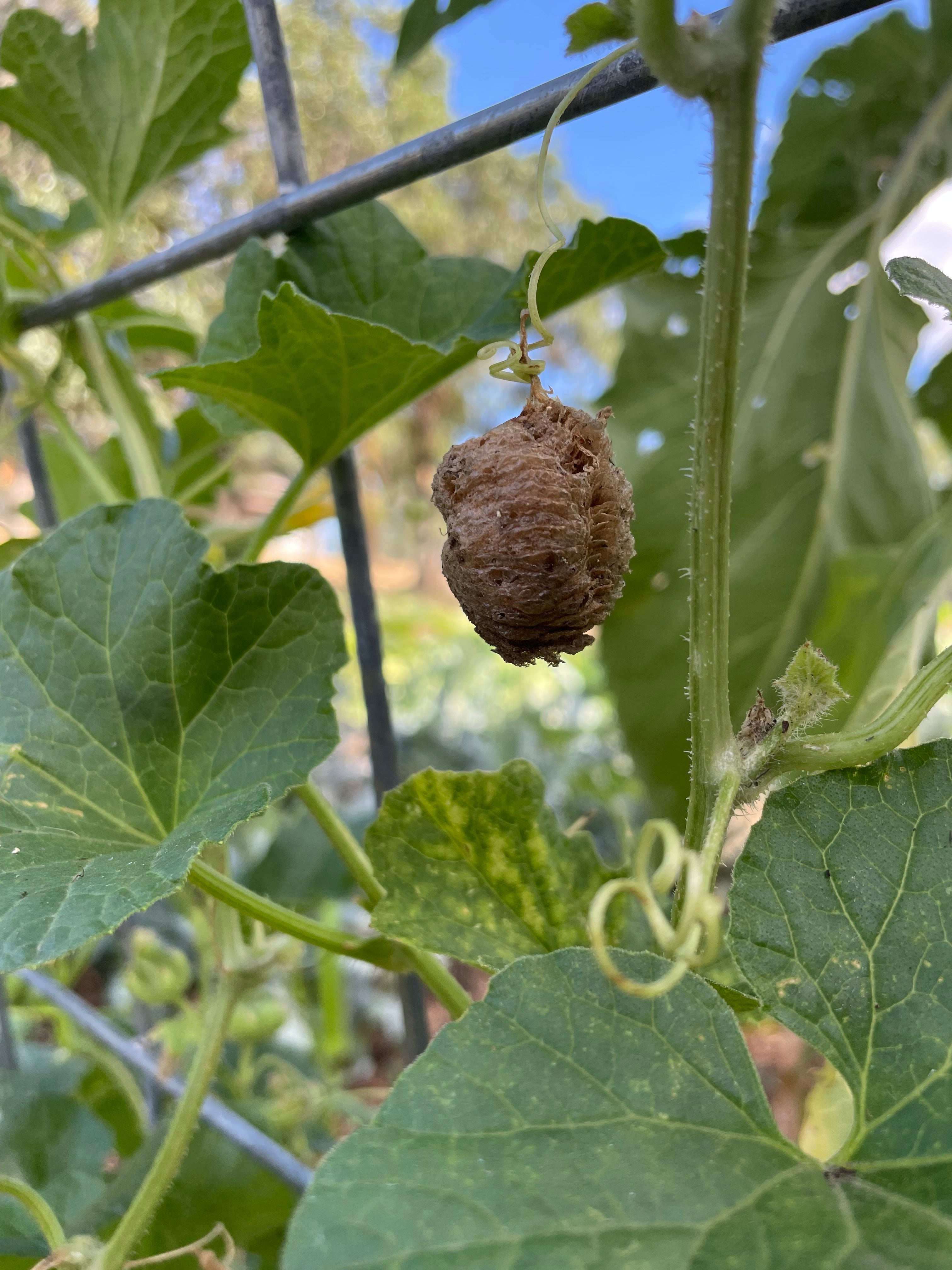 Praying Mantis Egg Cases product image 5