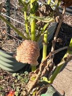 Praying Mantis Egg Cases product image 6