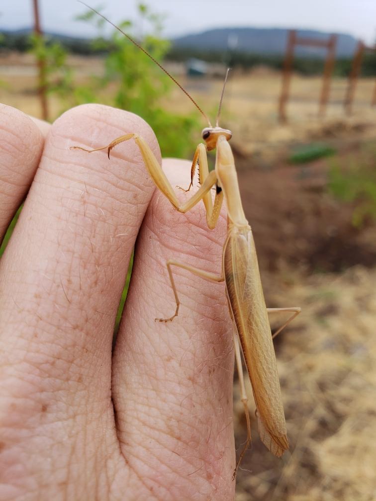 Praying Mantis Egg Cases product image 11
