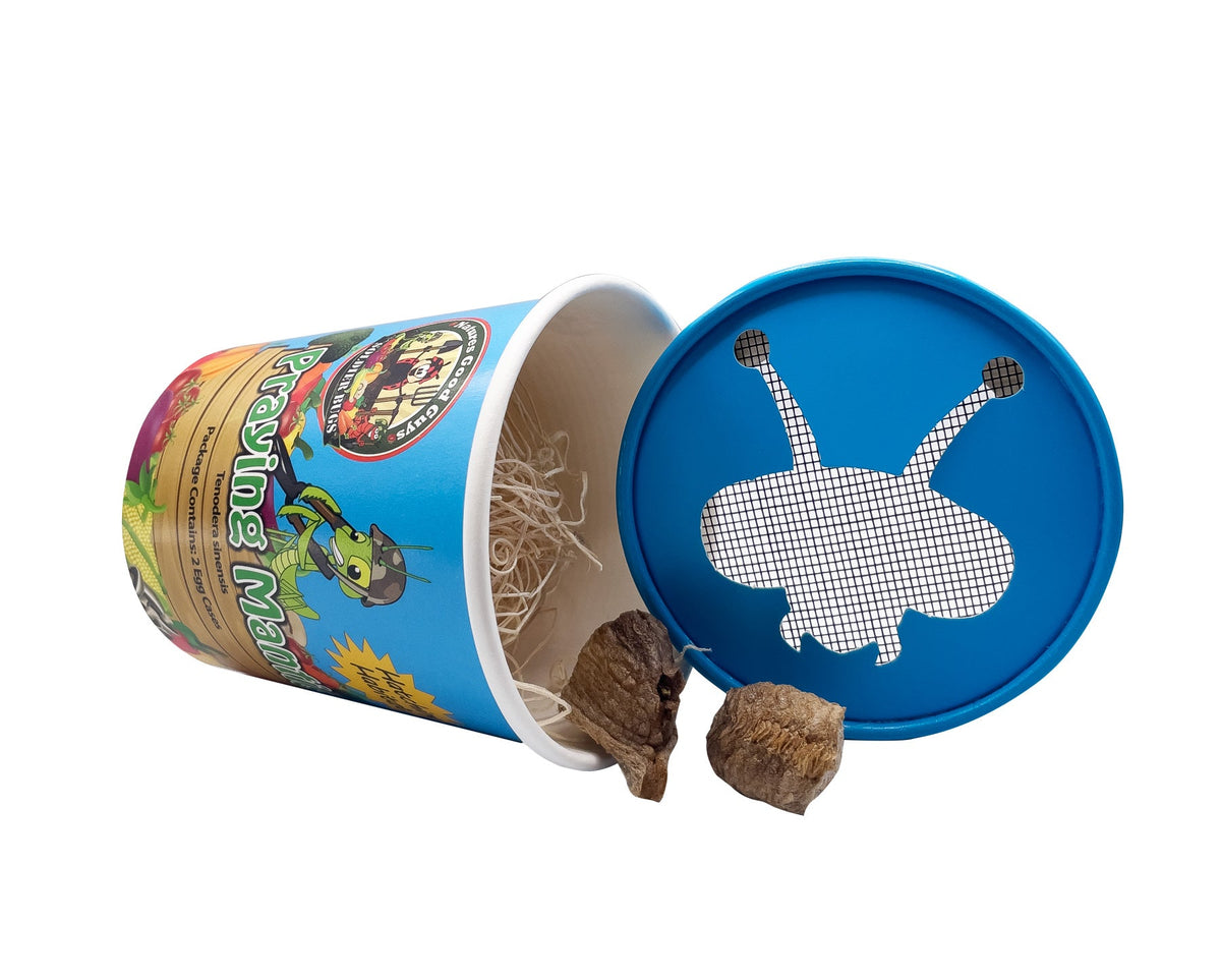 Praying Mantis Egg Cases product image 12