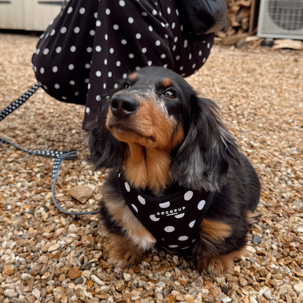 Adjustable Dog Harness product image 6