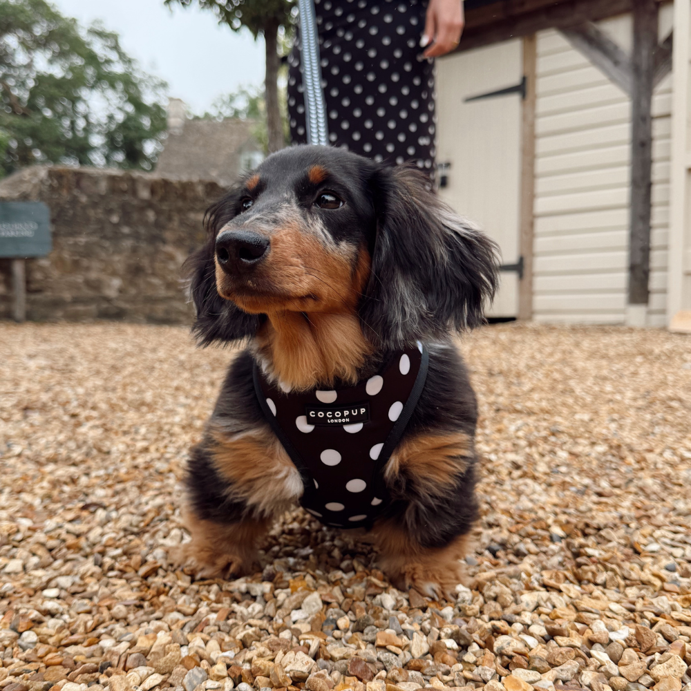 Adjustable Dog Harness product image 10