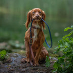 Rolled Dog Lead product image 4