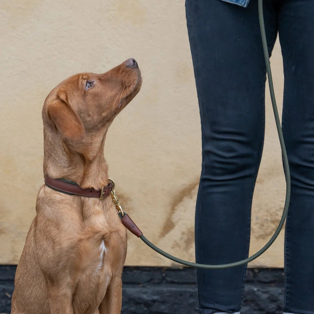 Rolled Dog Lead product image 5