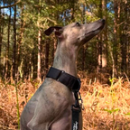 Martingale Collar product image 4