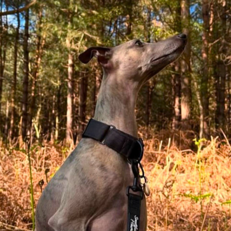 Martingale Collar product image 4