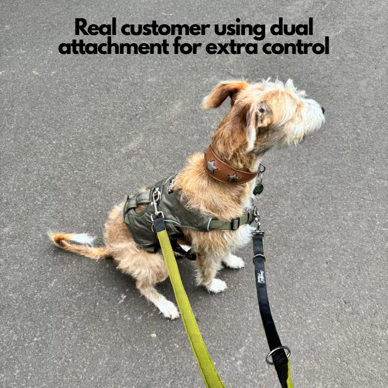 Double Ended Dog Lead product image 8