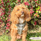 Adjustable Dog Harness product image 6