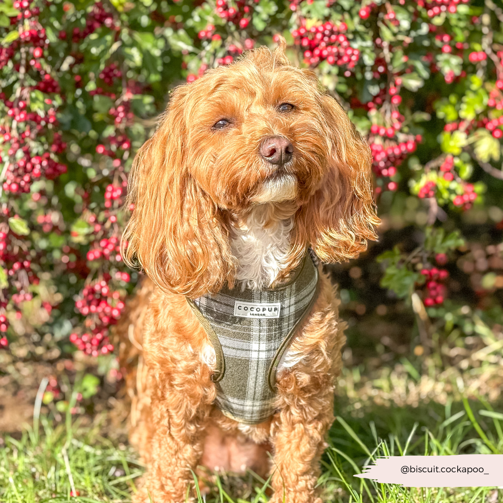 Adjustable Dog Harness product image 6