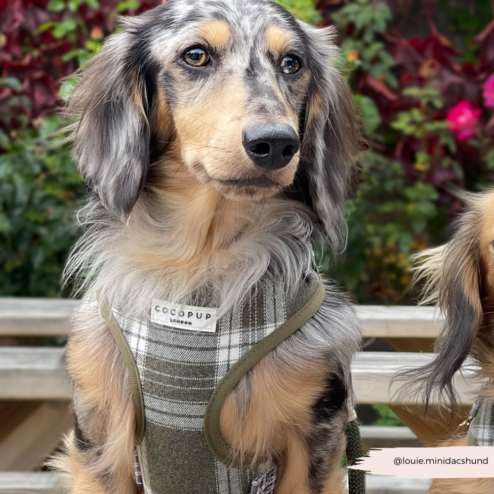 Adjustable Dog Harness product image 7