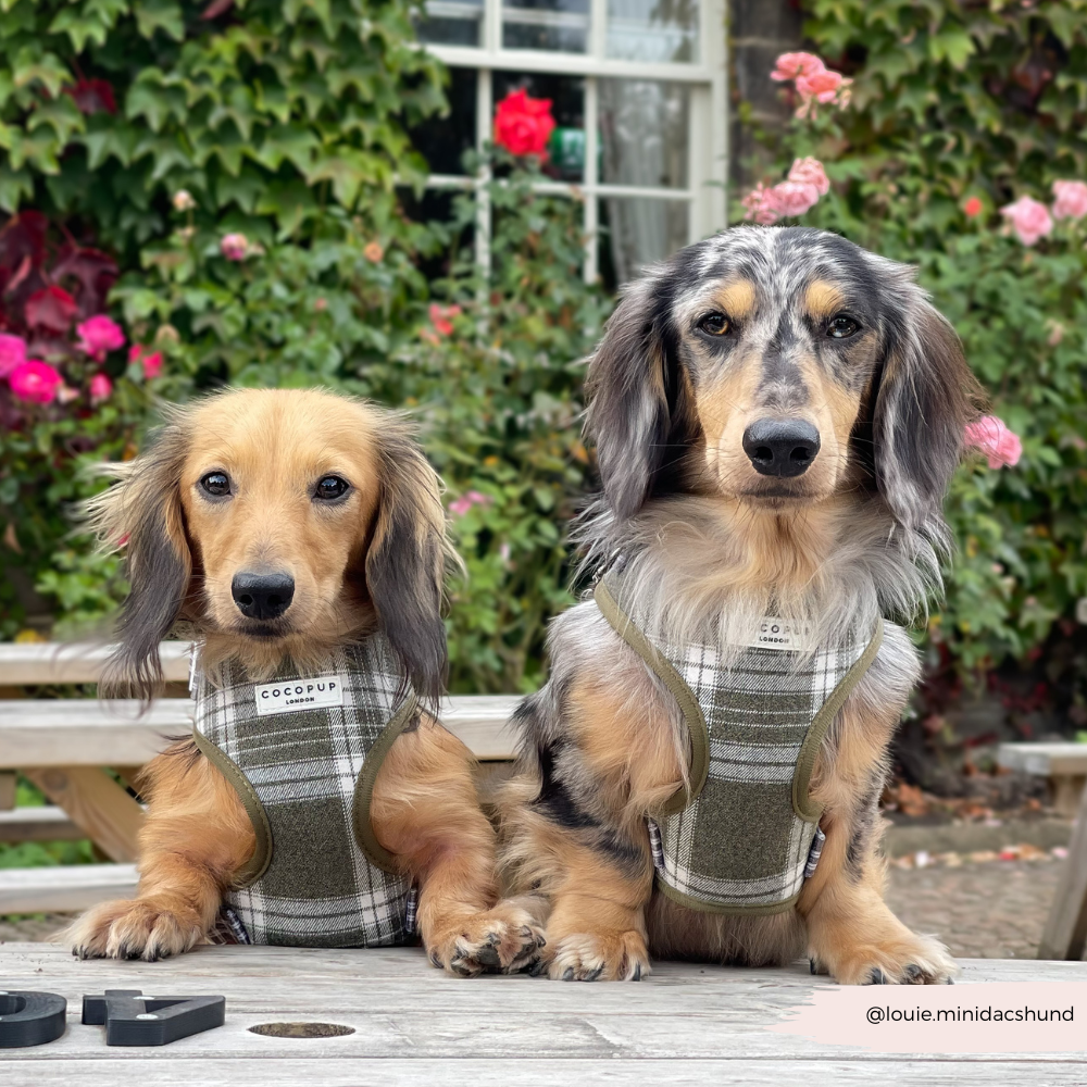 Adjustable Dog Harness product image 9