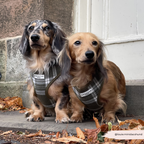 Adjustable Dog Harness product image 11