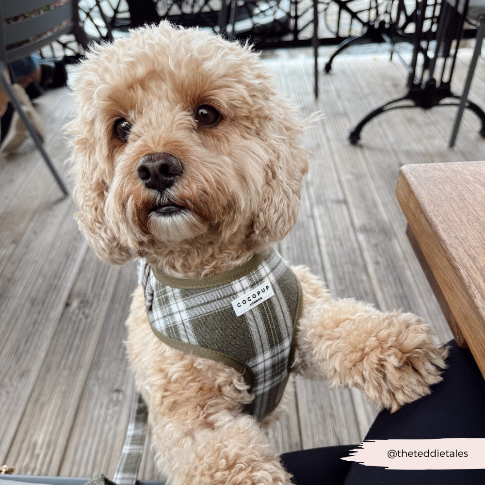 Adjustable Dog Harness product image 12