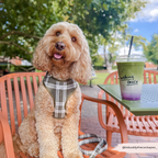 Adjustable Dog Harness product image 13