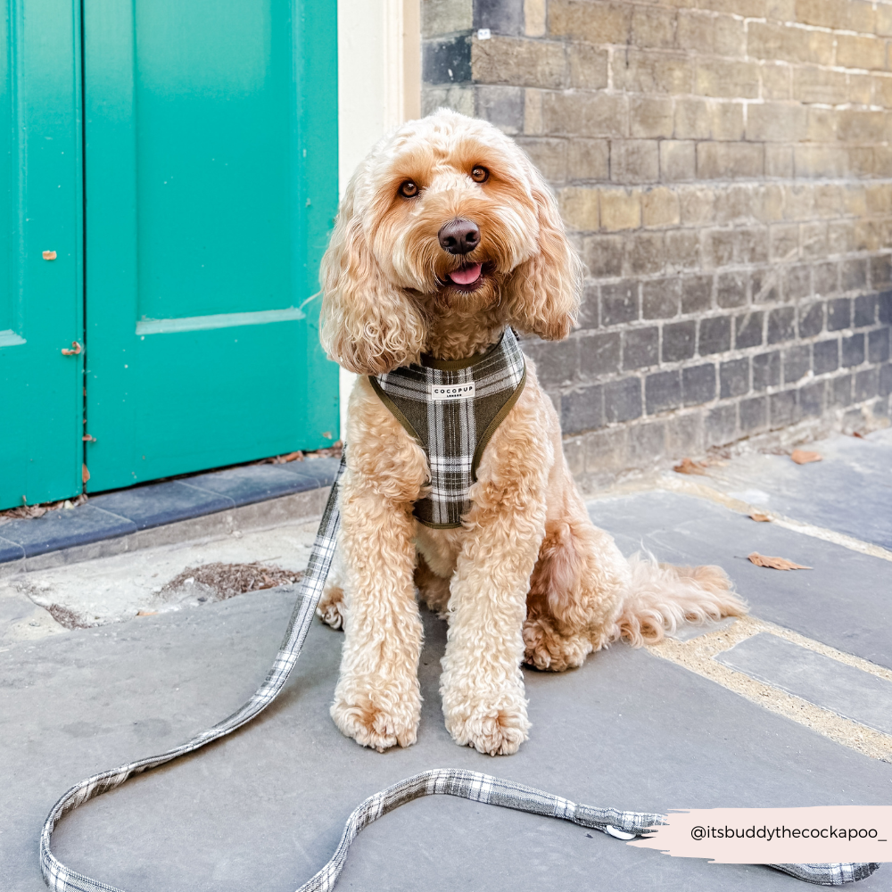 Adjustable Dog Harness product image 14