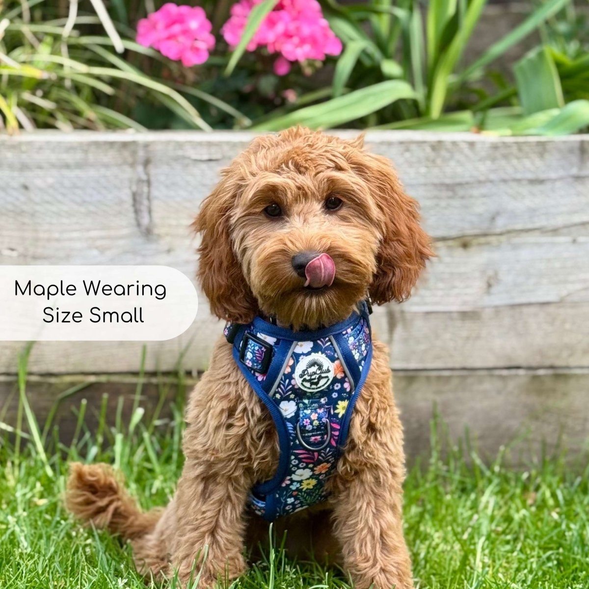 No-Pull Dog Harness product image 4