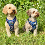 No-Pull Dog Harness product image 5