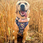 No-Pull Dog Harness product image 7