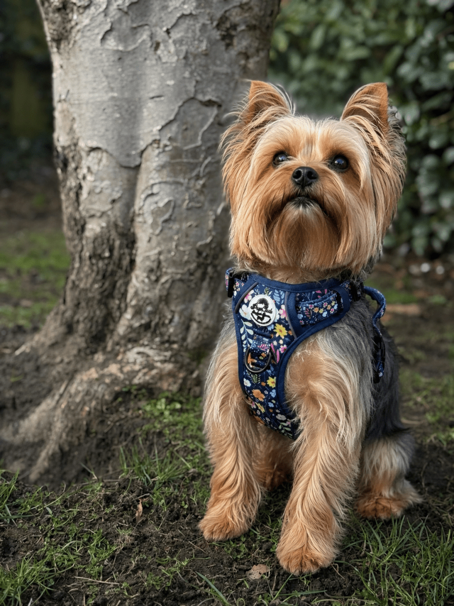 No-Pull Dog Harness product image 11