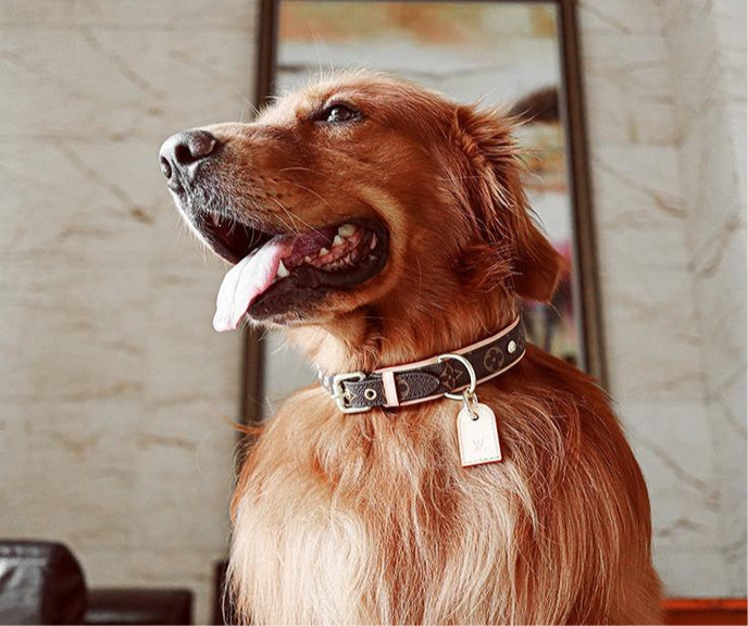Dog Collar and Leash Set product image 2