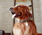 Dog Collar and Leash Set product image 2