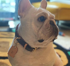 Dog Collar and Leash Set product image 16