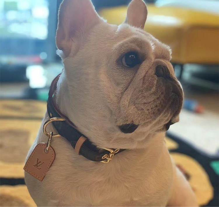 Dog Collar and Leash Set product image 16