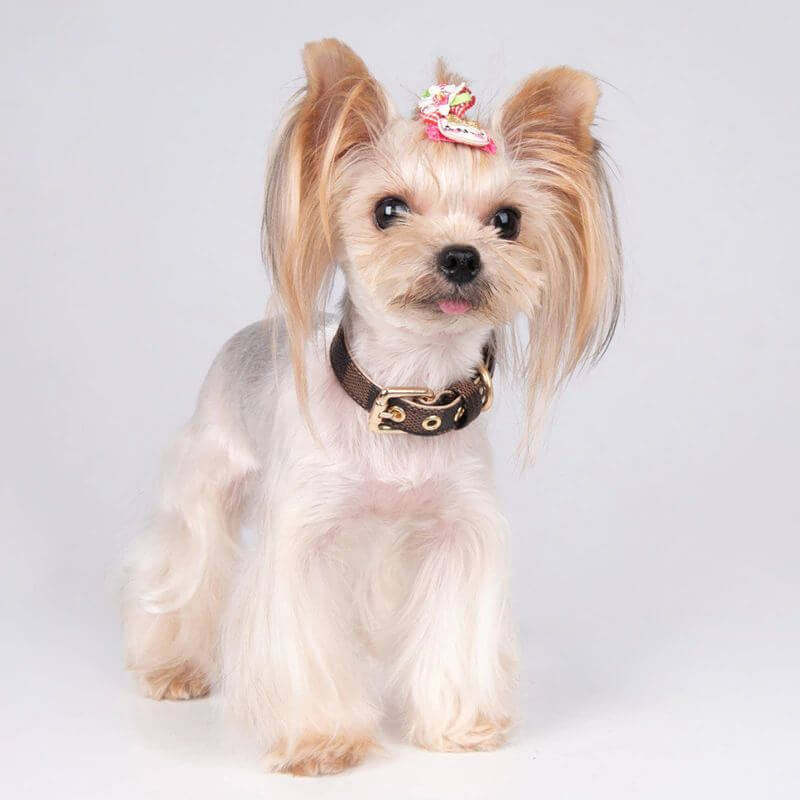 Dog Collar and Leash Set product image 11