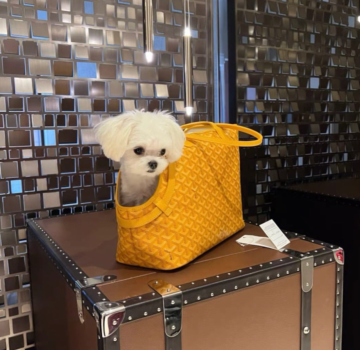 Dog Carrier product image 12