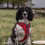 Dog Harness product image 7