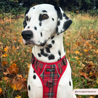 Dog Harness product image 8