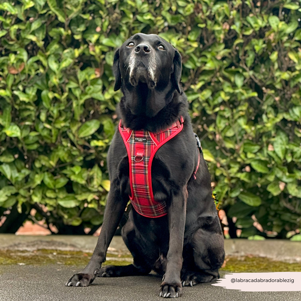 Dog Harness product image 10