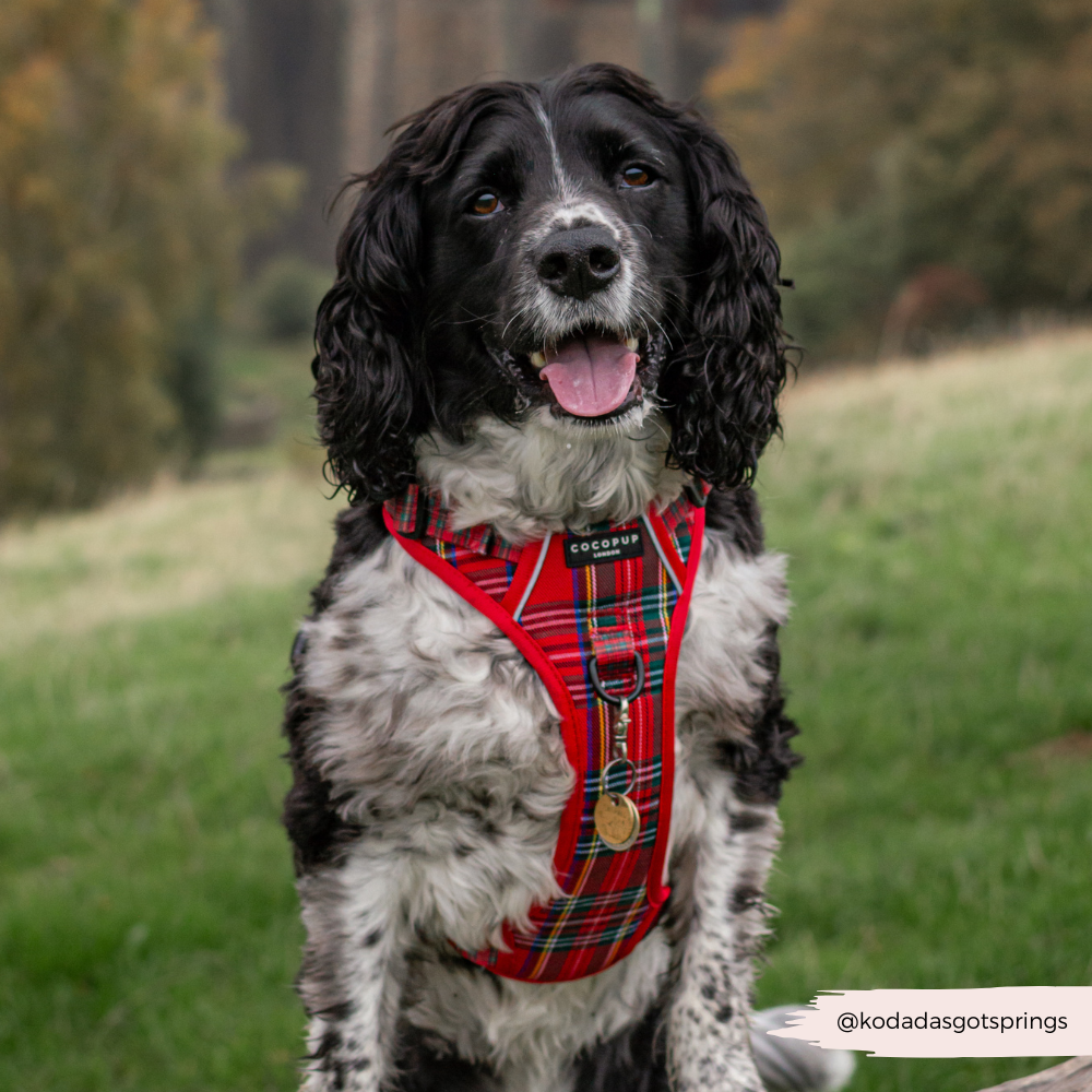 Dog Harness product image 12