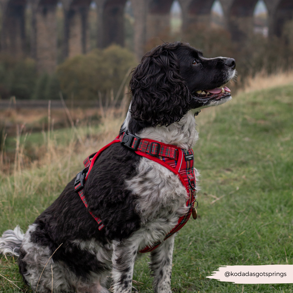 Dog Harness product image 13