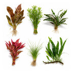 Live Aquarium Plant Set product image 1
