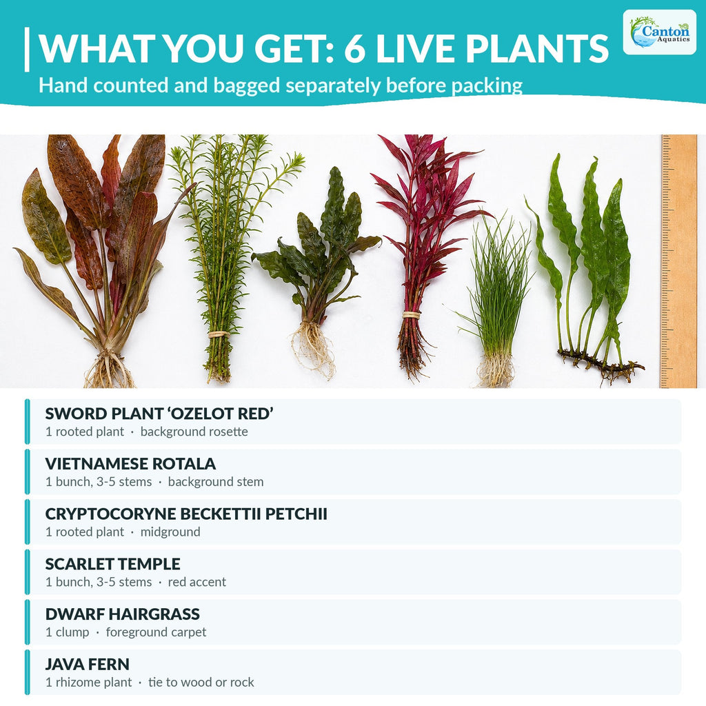 Live Aquarium Plant Set product image 2