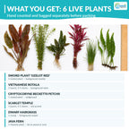 Live Aquarium Plant Set product image 2