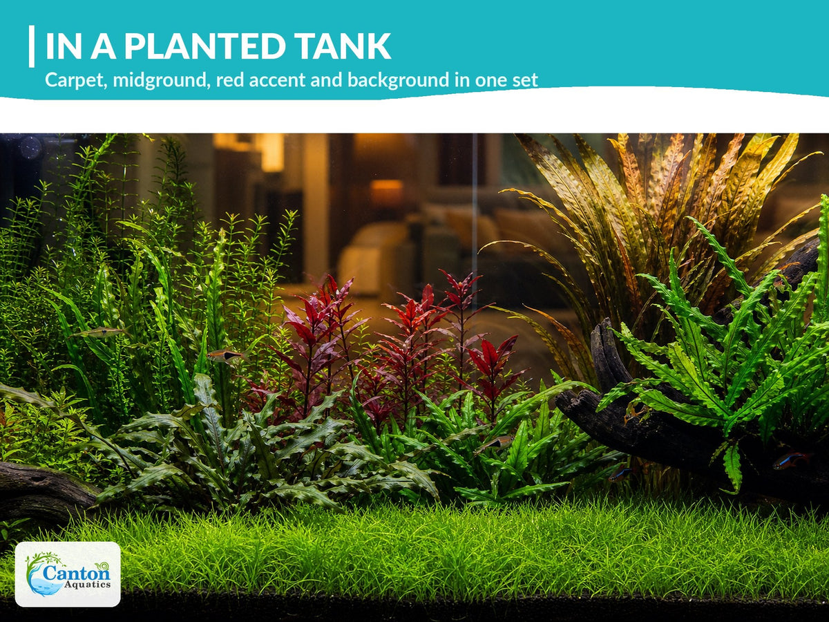 Live Aquarium Plant Set product image 3