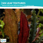 Live Aquarium Plant Set product image 4