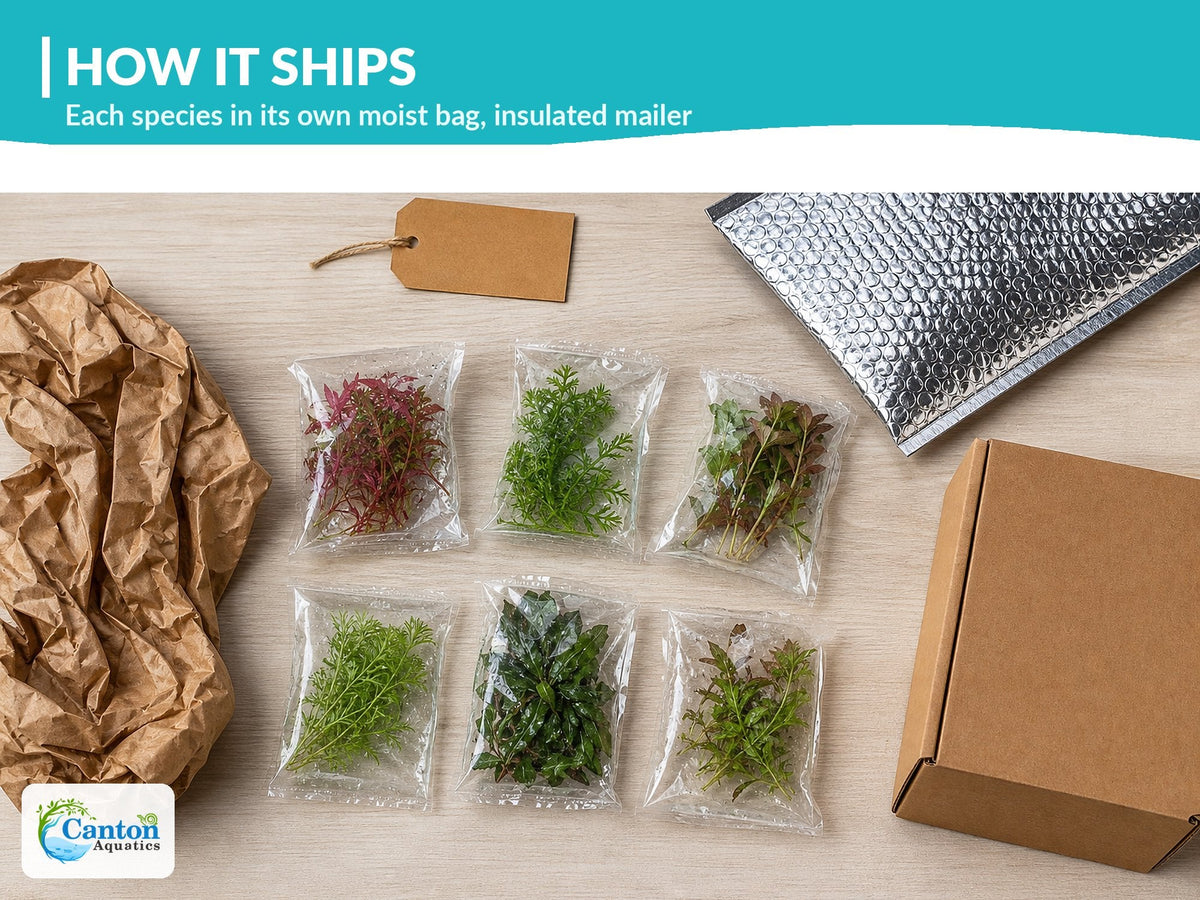 Live Aquarium Plant Set product image 5