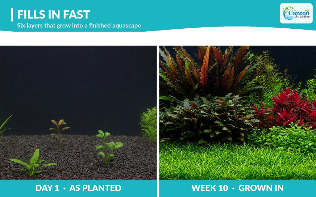 Live Aquarium Plant Set product image 6