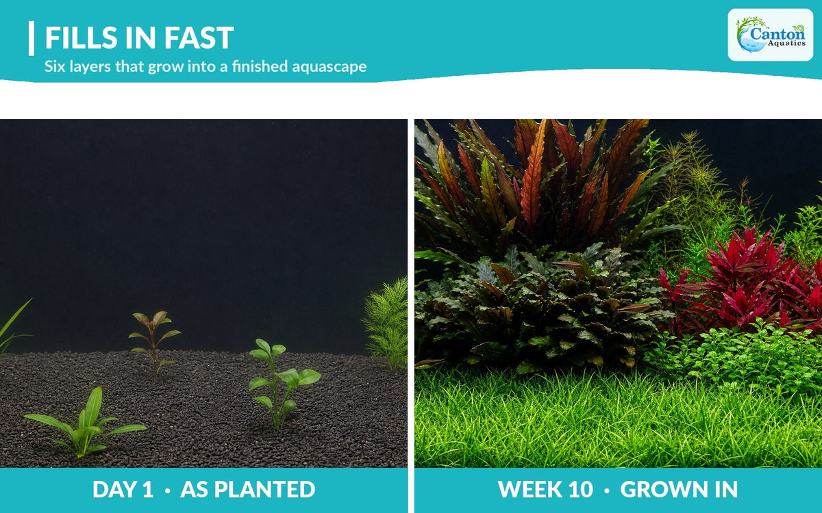 Live Aquarium Plant Set product image 6
