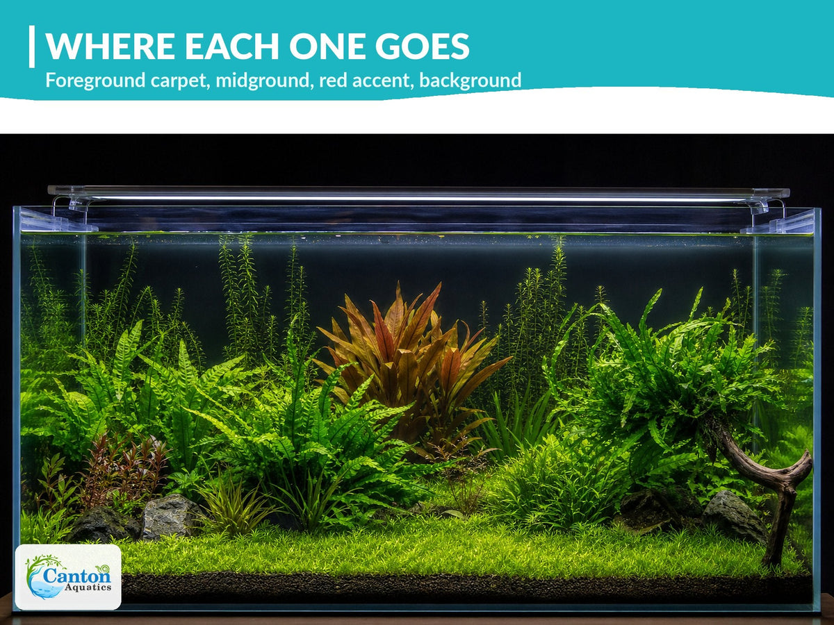 Live Aquarium Plant Set product image 8
