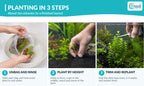 Live Aquarium Plant Set product image 9