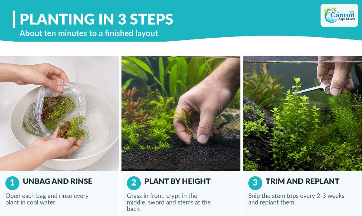 Live Aquarium Plant Set product image 9