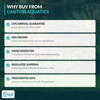 Live Aquarium Plant Set product image 10