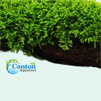 Live Moss Driftwood product image 5
