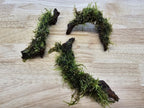 Live Moss Driftwood product image 7