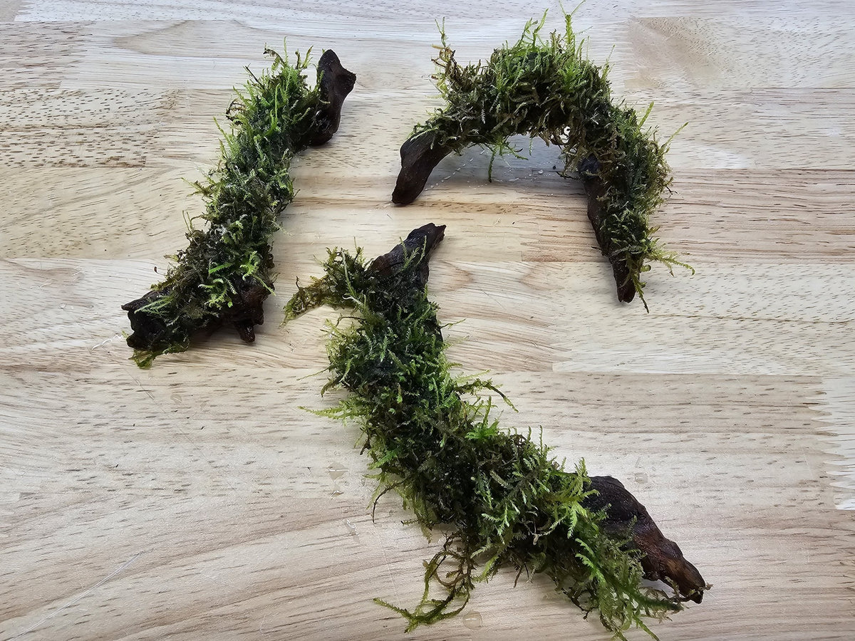 Live Moss Driftwood product image 7