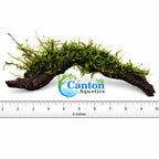 Live Moss Driftwood product image 8
